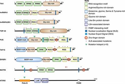 Dysregulation of RNA-Binding Proteins in Amyotrophic Lateral Sclerosis